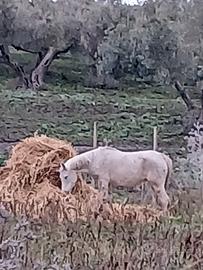 Cavalla anziana munita di documenti