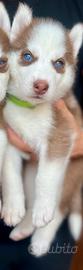 Cucciola di Siberian Husky