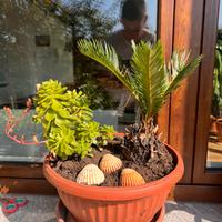 Vaso con Cycas e Aeonium – composizione unica
