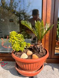 Vaso con Cycas e Aeonium – composizione unica