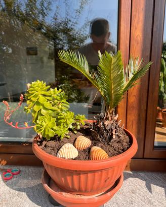 Vaso con Cycas e Aeonium – composizione unica