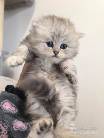 Persiani silver schated disponibili 5 gennaio