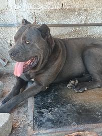 Cane corso