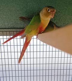 Pappagalli pyrrhura molinae (conuro guance verdi)