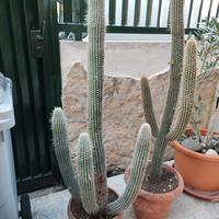 Pianta Grassa - Cactus