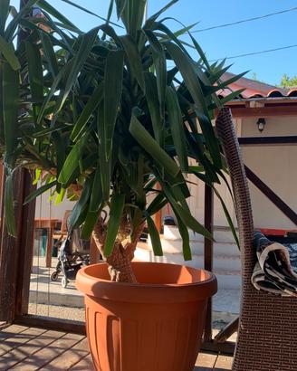 piante di yucca