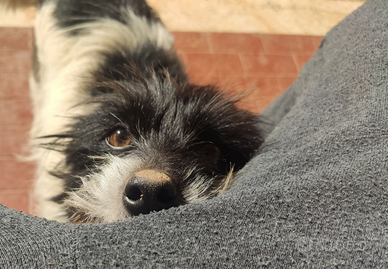 Il compagno ideale: ubbidiente e molto affettuoso