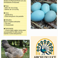 Galline legbar