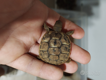 Tartarughe