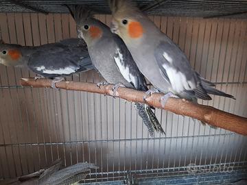 Diverse calopsiti