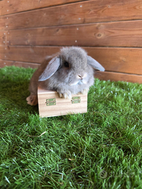 Ariete x minilop fata perlata