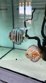 Coppia discus
