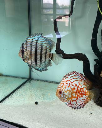Coppia discus