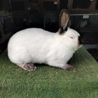 Conigli di Razza