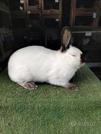 Conigli di Razza