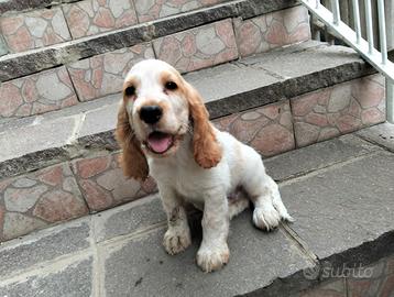 Cocker spaniel inglese