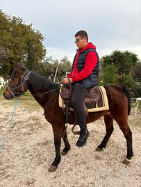 Cavallina sella e calesse