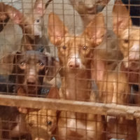 Cane podengo