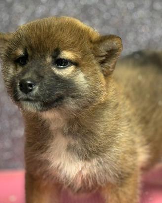 Shiba Inu