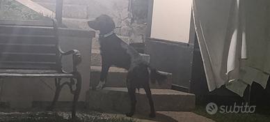 Cane  da Tartufi 