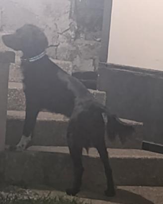 Cane  da Tartufi 