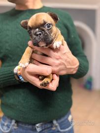 Bulldog Francese