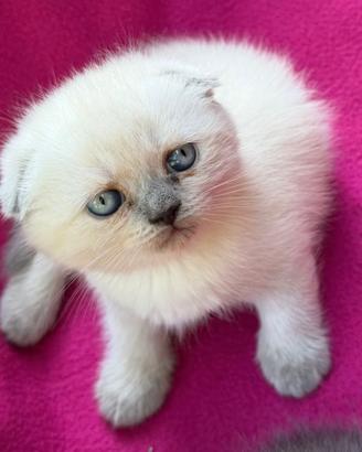 Gattini scottish fold e straight