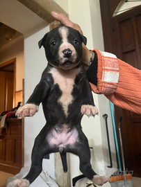 Cucciole pitbull rednose è bulldog