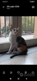 Gattina di pochi mesi svezzata