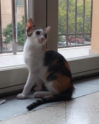 Gattina di pochi mesi svezzata