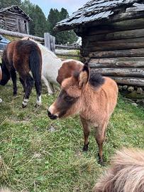 Mulo maschio + mulo femmina