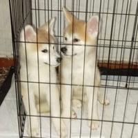 Cuccioli Akita inu
