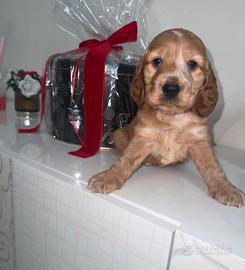 Cuccioli cocker spaniel