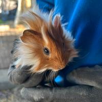 Cavie, porcellini d'india