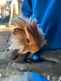 Cavie, porcellini d'india