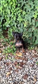 Pinscher