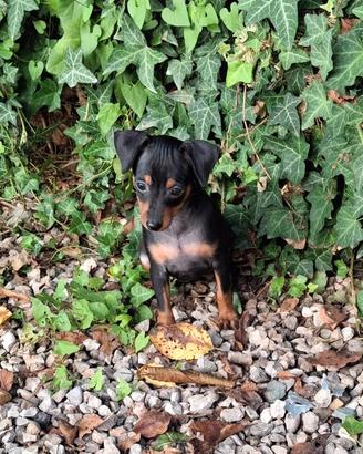 Pinscher