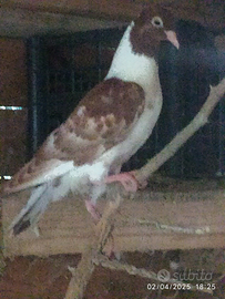 Piccioni razza triganini