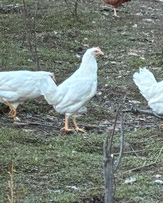 Galline livornesi