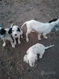 Cuccioli di setter inglesi