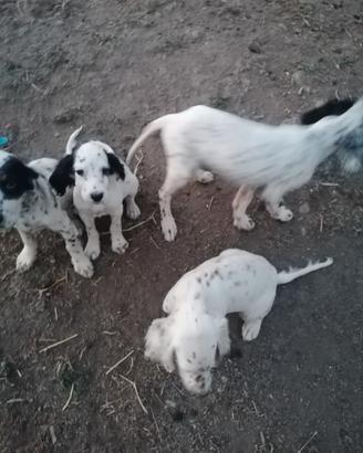 Cuccioli di setter inglesi