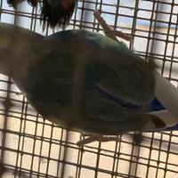 Inseparabili roseicollis