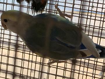 Inseparabili roseicollis