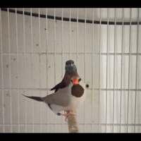 Becco di piombo testa grigia 2023