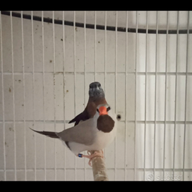 Becco di piombo testa grigia 2023