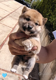 Shiba Inu pedigree cuccioli