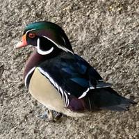 Anatra Carolina/sposa