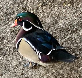 Anatra Carolina/sposa