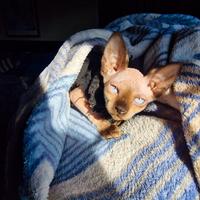 Cucciola Di Canadian Sphynx