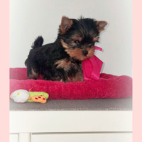 Yorkshire terrier toy